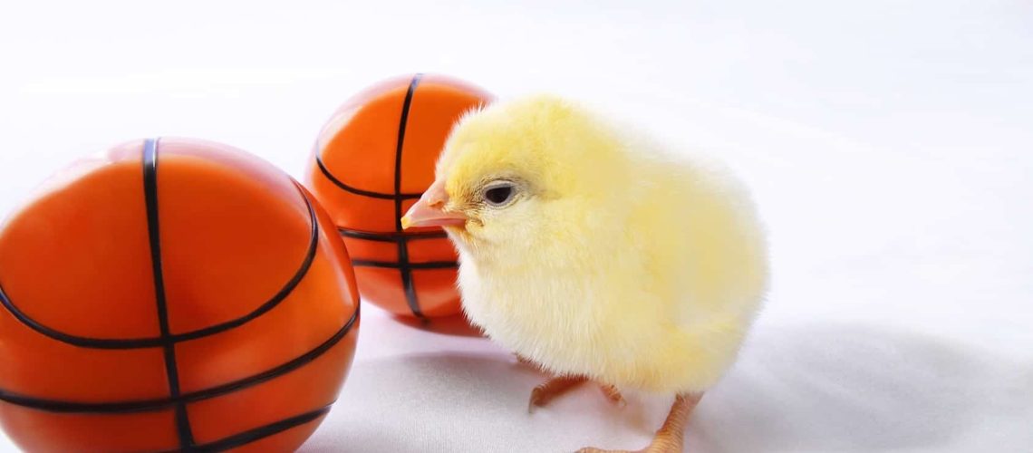 Full court chickens